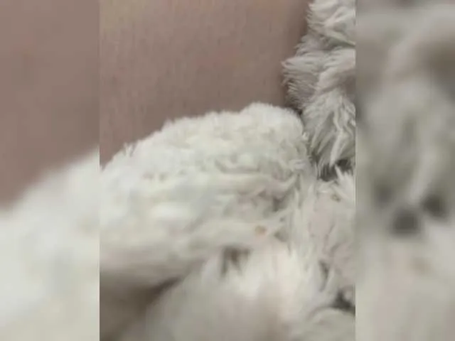 puppy19 — Freechat on BongaCams