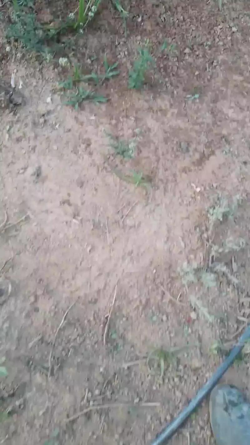 Daddy_capixaba on Cam4 