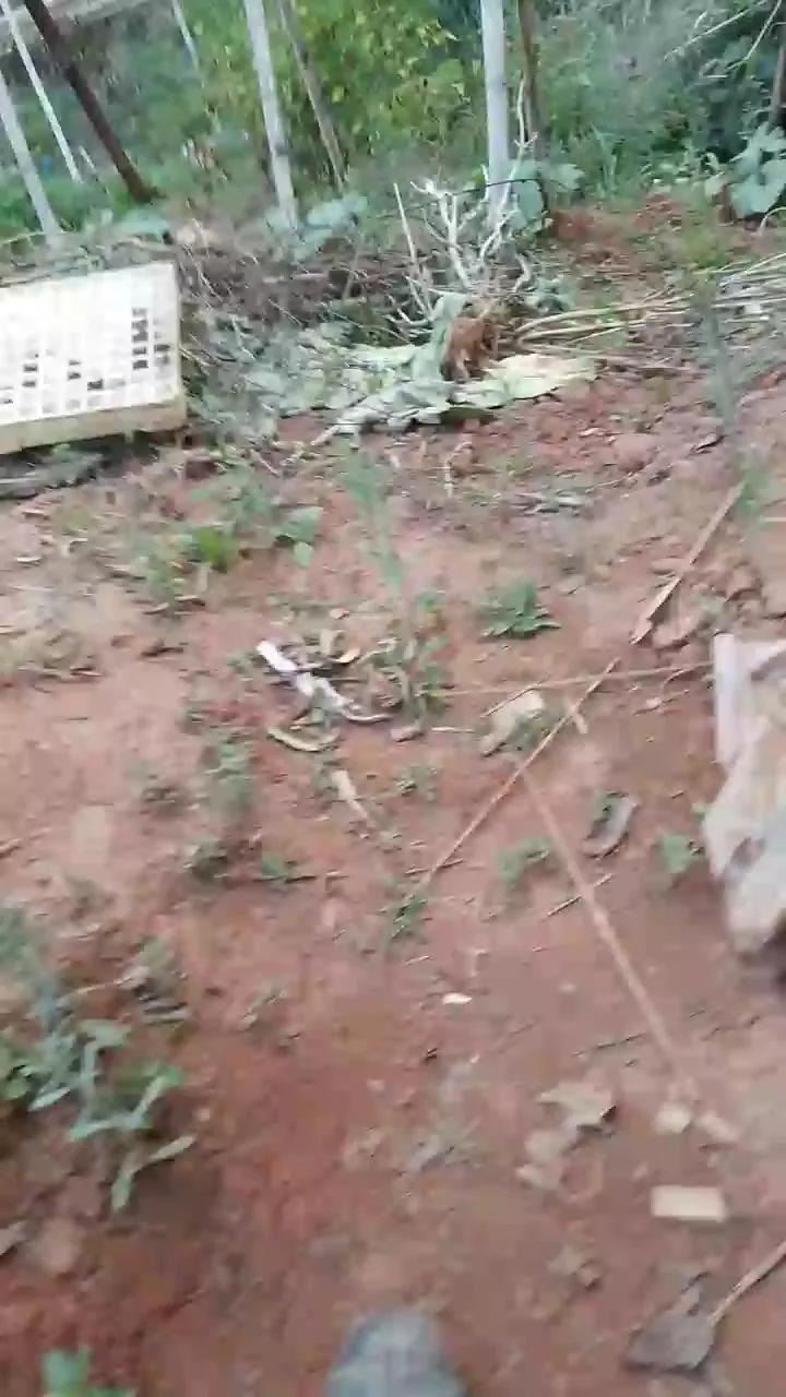 Daddy_capixaba on Cam4 