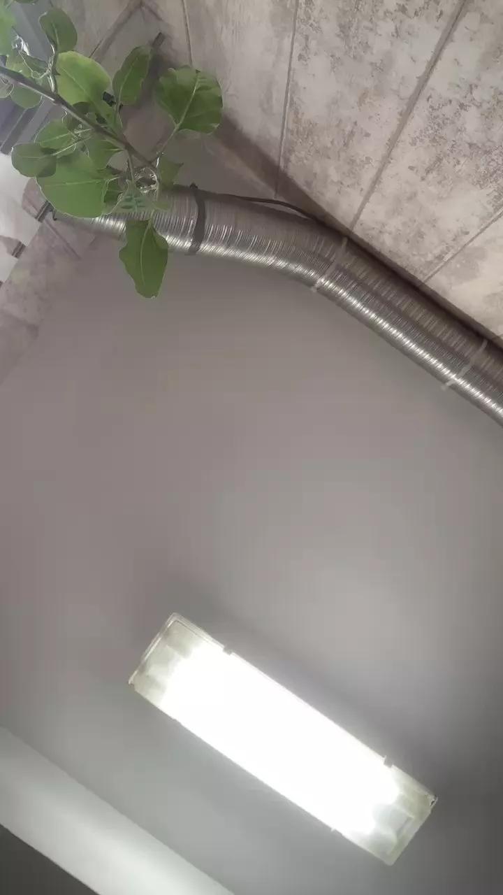 Offline Tumamifav9 on Cam4